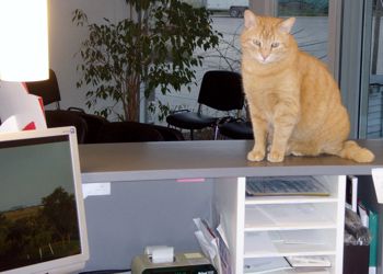 katze 3